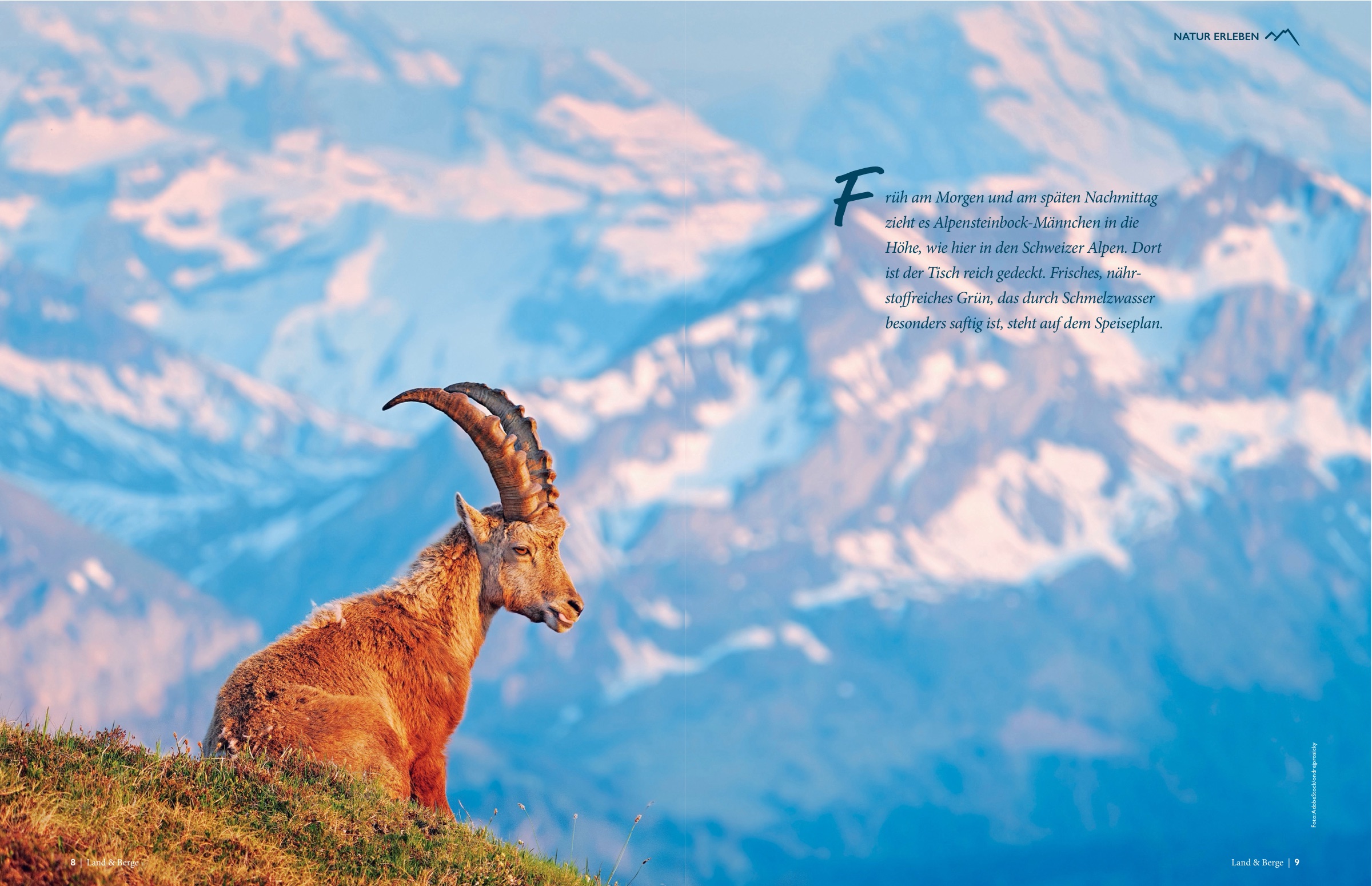 Heft-Doppelseite: Alpensteinbock vor Schweizer Bergpanorama — „Natur erleben“