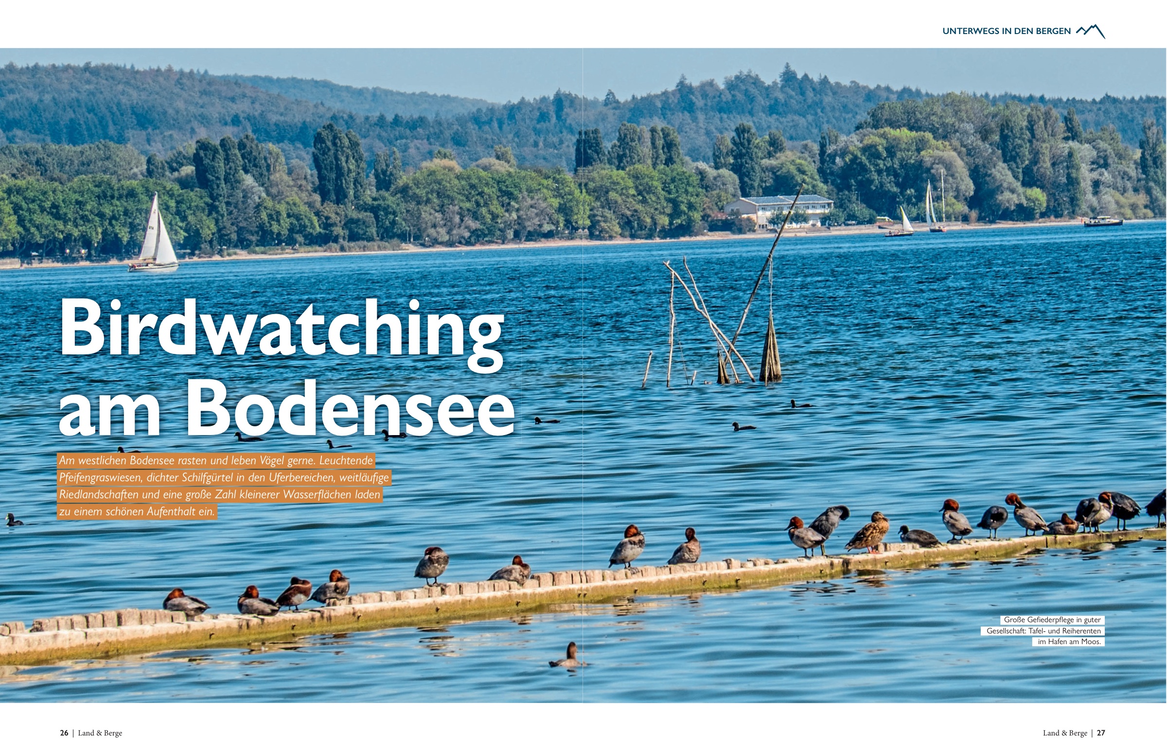Heft-Doppelseite: „Birdwatching am Bodensee“ — Wasservögel am westlichen Ufer